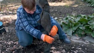 Erken bahar bahçe işi. Olgun kadın bahçıvan genç elma ağacından soğuk ve hayvan hasarları koruyucu kapak kaldırır ve kış sonra bitki inceler. 