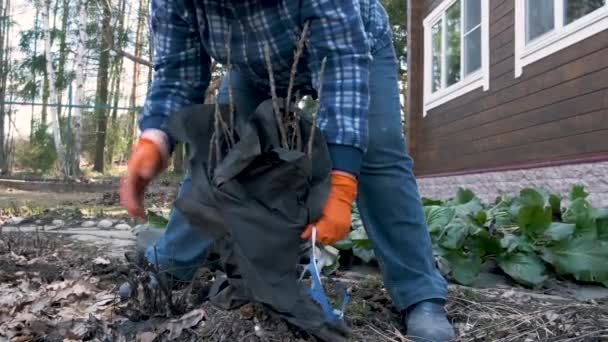 Early Spring Garden Work Mature Woman Gardener Removes Protective Cover — Stock Video