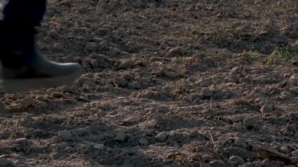 Těsněná Noha Mužského Farmáře Gumových Botách Prochází Západu Slunce Kultivovanými — Stock video