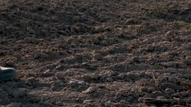ゴムブーツのクローズアップ男性の足は干ばつ土壌の上を歩きます 水不足の概念 スローモーション — ストック動画
