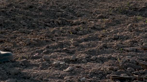 Close Mannelijke Voeten Rubberen Laarzen Wandelingen Droogte Grond Waterschaarste Concept — Stockvideo