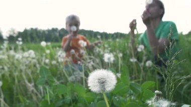 Baba ve onun sevimli küçük oğlu yaz çayırında karahindiba ile oynamak. Yavaş çekim.
