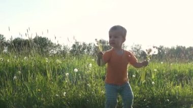 Doğada karahindiba ile oynayan neşeli neşeli çocuk. Toddler çocuk yaz çayırında komik grimace ile atlar. Çiçek tohumları rüzgarda dağılır. Yavaş çekim
