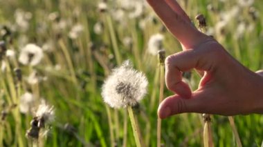 Bir kadının el hareketi karahindiba kafasını kırar ve çiçek tohumları rüzgarda savrulur. Kısa çiçek mevsimi konsepti. Yavaş çekim.