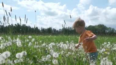 Sevimli çocuk çayırda karahindiba alır. Çiçek tohumları rüzgarda dağılır. Doğada yaz tatili. Yavaş Çekim.