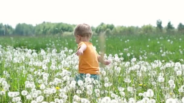 Cute Baby Boy Spacery Łące Wśród Kwiatów Mniszka Lekarskiego Letni — Wideo stockowe