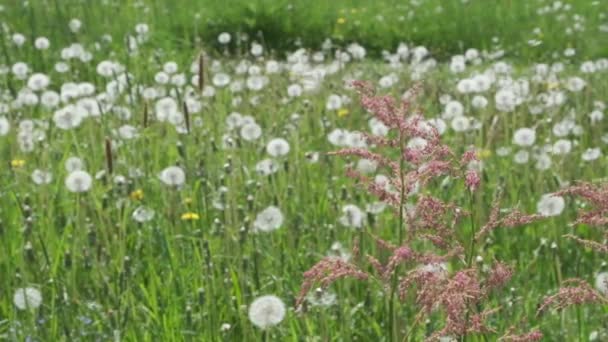 Summer Nature Background Green Meadow Motley Grass Alot Dandelions Flower — Stock Video