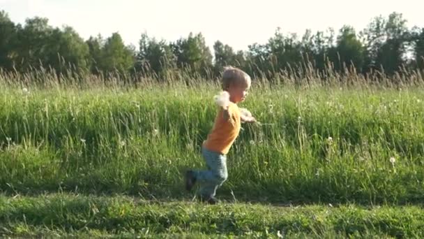 可爱的幼儿男孩在夏天的草地上 手里拿着蒲公英 花籽在风中散去 慢动作 — 图库视频影像