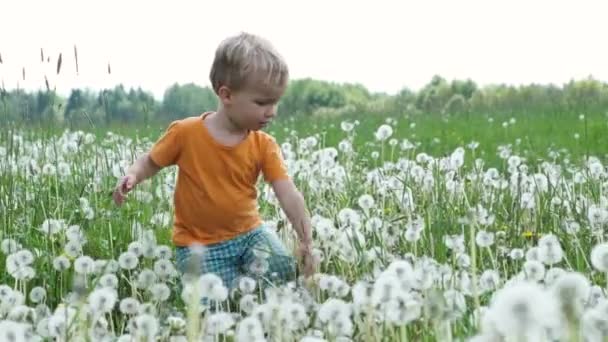 Der Kleine Blonde Junge Geht Auf Der Wiese Zwischen Löwenzahnblüten — Stockvideo