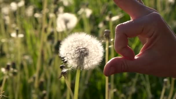 Woman Hand Flick Breaks Fragile Head Dandelion Flower Seeds Scatter — Stockvideo