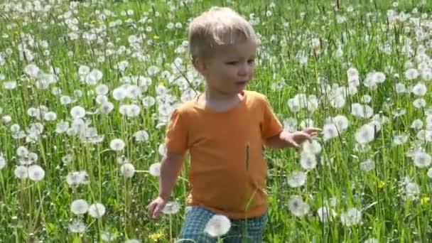 Schattig Kid Wandelingen Weide Onder Bloemen Van Paardebloem Zomer Vakantie — Stockvideo