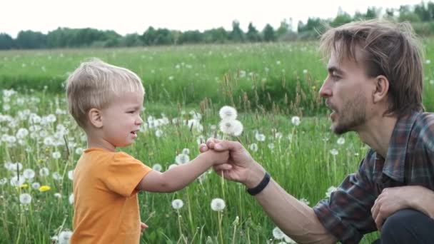 Funny Family Moments Father His Toddler Son Blows Dandelions Together — Stock Video