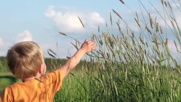 儿童的手触摸夏季草地上的野生草药 可爱的男婴在阳光明媚的夏日 在田野的草地上奔跑 夏季和享受自然的概念 慢动作 — 图库视频影像