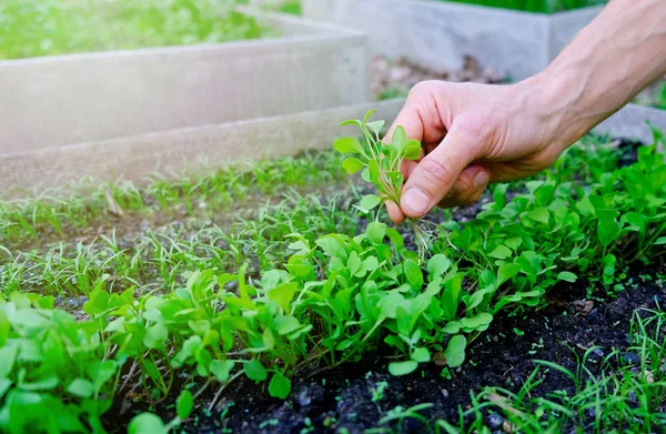 Microgreens superfood healthy organic food concept. Bunch of micro greens in human hand on seedbed background. Farmer inspect fresh rocket salad sprouts in garden. Copy space. — Stock Photo, Image