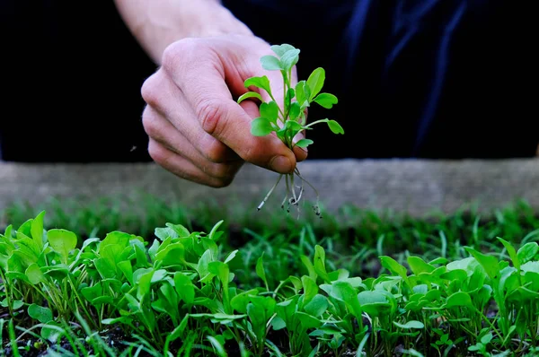 Bundle of freshly picked micro-greens in a man's hand. Farmer inspect rocket salad sprouts in garden. Healthy organic food concept. — Stock Photo, Image