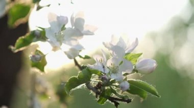 Muhteşem gün batımı ışık düşen çiçek yaprakları ile elma ağacının Çiçeklenme dalı. Güzel bahar doğa arka plan. Yavaş çekim.