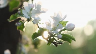 Lens parlaması ile muhteşem günbatımı ışık çiçekli Elma ağacıNın Dalı. Güzel bahar doğa arka plan. 