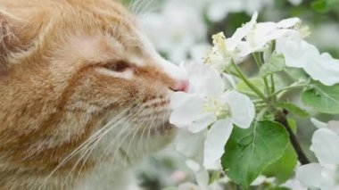Sevimli zencefil tekir kedi kadar yakın çiçek açan elma ağacı beyaz çiçekler ikada. Doğada güzel bahar sezonu. 