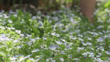 Toddler yalınayak bacaklar bahçe veya arka bahçesinde Veronica çiçek halı üzerinde gider. Mutlu çocukluk. Doğada yaz eğlencesi. Yavaş çekim. 