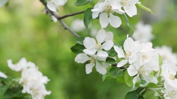 Ramo Florescente Macieira Com Pétalas Flores Queda Fundo Natureza Verde — Vídeo de Stock