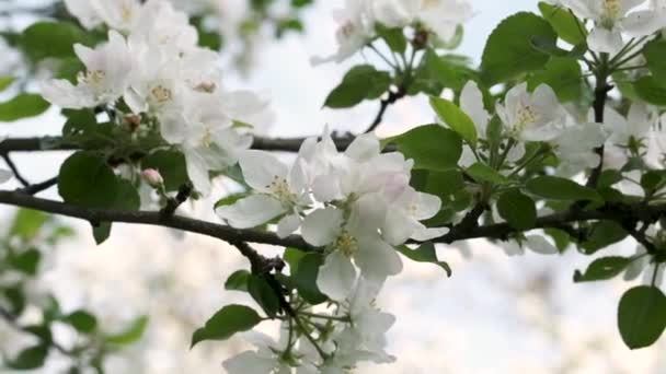 Feche Belos Botões Flores Brancas Macieiras Florescentes Acenando Vento Natureza — Vídeo de Stock