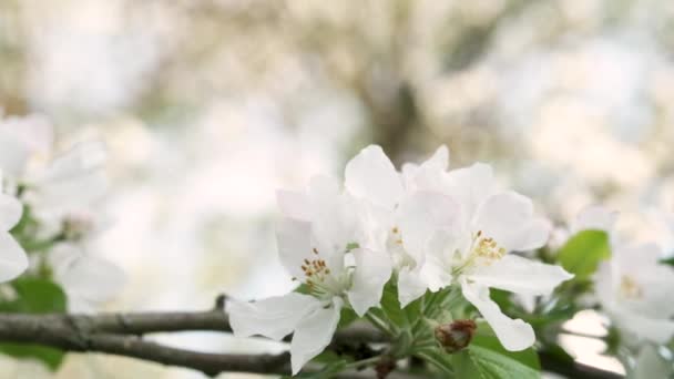 Foco Move Close Flores Maçã Branca Para Toda Árvore Maçã — Vídeo de Stock