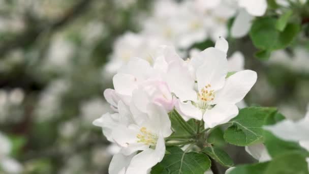 Natur Frühling Blühender Zweig Des Blühenden Apfelbaums Aus Nächster Nähe — Stockvideo
