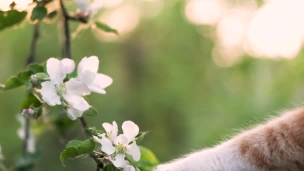 Ingwer Gestromte Katzenpfote Berührt Blühenden Zweig Des Apfelbaums Frühlingsgarten — Stockvideo