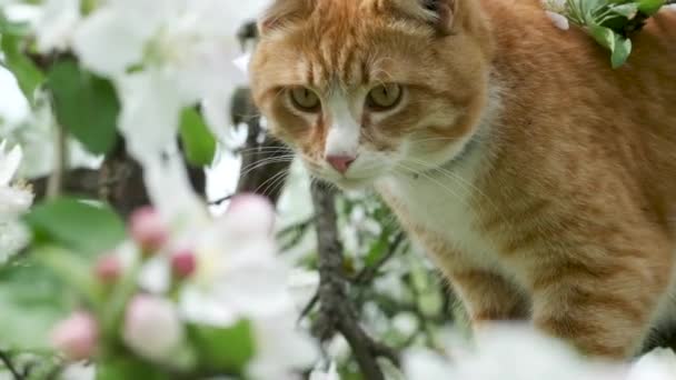 Ute Jengibre Tabby Gato Flor Manzano Jardín Primavera Floración Del — Vídeos de Stock