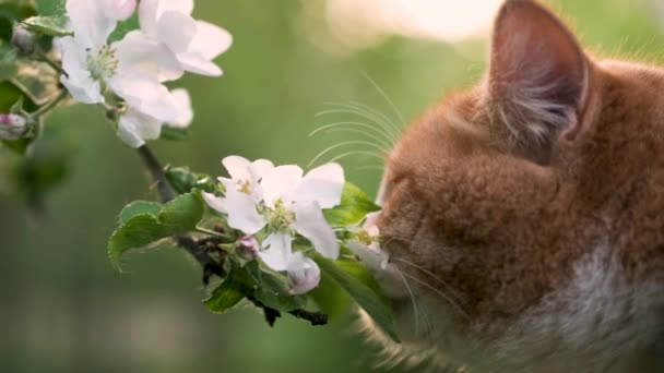 Ginger Doméstico Gato Tabby Olfateando Flores Manzano Flor Hermosa Temporada — Vídeos de Stock