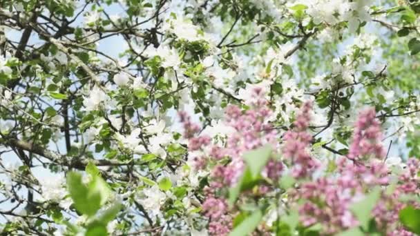 Spring Garden Focus Moves White Blossoming Apple Tree Blooming Lilac — Stock Video