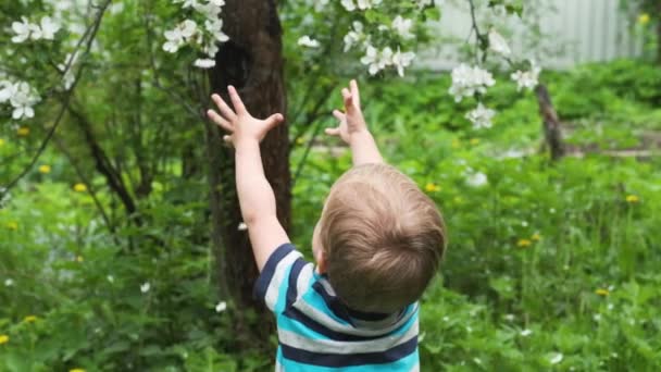 Lindo Niño Está Bajo Manzano Flor Trata Atrapar Pétalos Flores — Vídeos de Stock