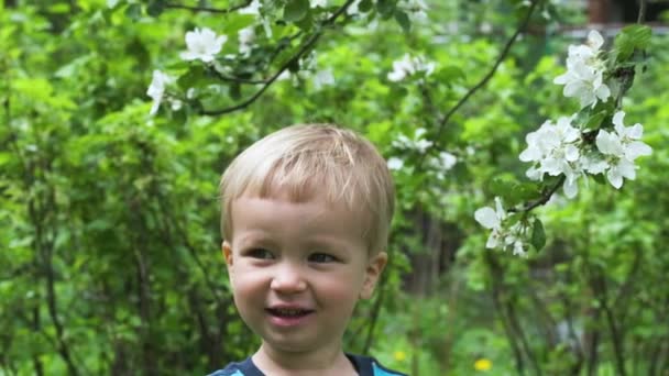 可爱的微笑的金发小男孩的肖像站在开花的苹果树与下降的花瓣 花园里的春天 — 图库视频影像