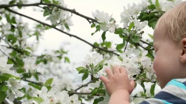 Anak Kecil Yang Lucu Mengendus Bunga Putih Pada Pohon Apel — Stok Video