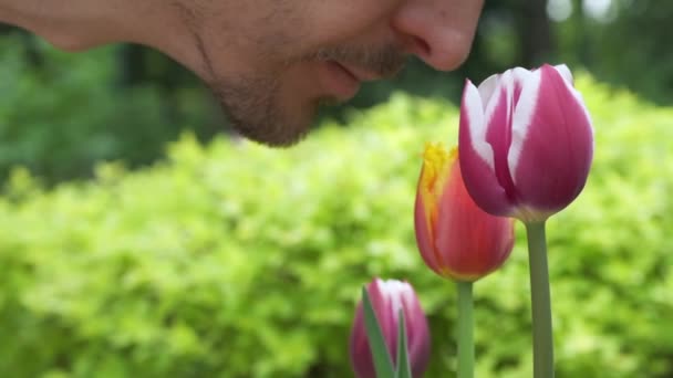 ひげを生やした白人男性が庭でチューリップの花を嗅ぎ取る 自然本能自然に対する感受性 — ストック動画