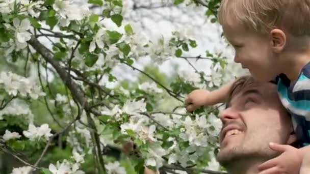 Malé Dítě Jeho Otec Objeví Kvetoucí Květ Jablečného Stromu Jarní — Stock video