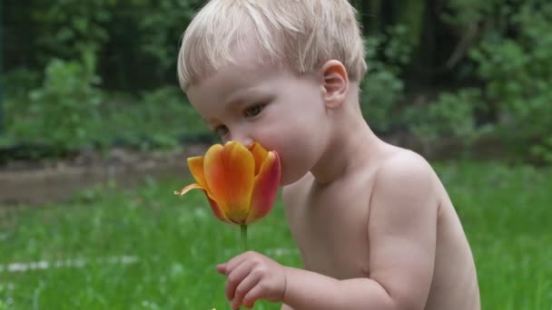 Portrait Mignon Tout Petit Garçon Renifle Fleur Tulipe Dans Jardin — Video