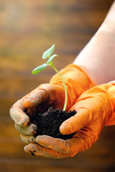 Small tender green plant sprout in the hands of gardener or farmer in gloves. — Stock Photo, Image