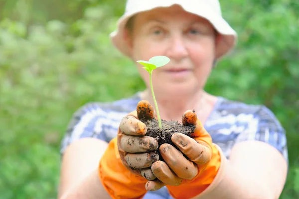 Femme mûre jardinier ou agriculteur avec une petite plante verte germe dans ses mains sur fond de nature . — Photo