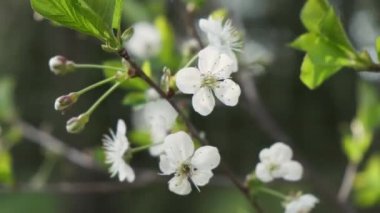 Bahar bahçesinde çiçekli kiraz ağacı Dalı. Çiçek açan doğa arka planı.