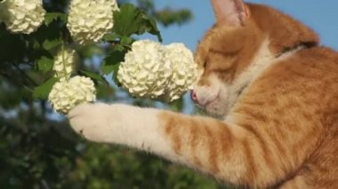 Yerli zencefil tabby kedi koklar ve bahar bahçesinde Viburnum opulus Roseum çiçeklenme dalı dokunur.