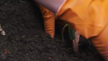 Çiftçi toprağa salatalık fidesi dikti. Sebze bahçesinde yeşil filiz ile turuncu eldiven yakın eller. Organik tarım ve bahar bahçe konsepti.
