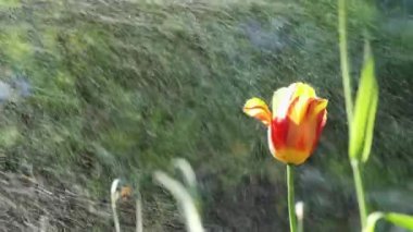 Çiçek tarhındaki lale çiçeğinin üzerine fıskiyeden su püskürtüyor. Bahçe sulama. Yavaş çekim.