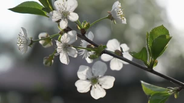Zweig Eines Blühenden Kirschbaums Herrlichen Sonnenaufgangslicht Mit Linsenschlag Schöner Frühling — Stockvideo