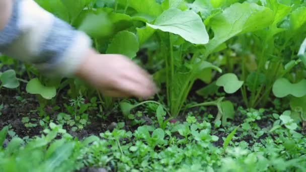 子供の手は 野菜園の地面から新鮮な有機熟した大根を引っ張ります 収穫期 — ストック動画