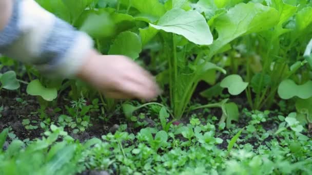 Child's hand pulls fresh organic ripe radish from ground in vegetable garden. Harvest season. — Stock Footage Child Hand Pulls Fresh Organic Ripe Radish Ground Vegetable Garden Royalty Free Stock Footage