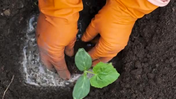 Jordbrukare Plantering Till Jord Gurka Plantor Närbild Händer Orange Handskar — Stockvideo