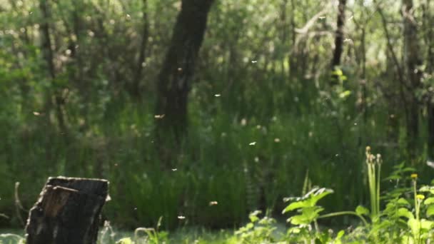 Gün Batımı Nda Ormanda Sivrisinek Sürüsü Ile Bulanık Arka Plan — Stok video