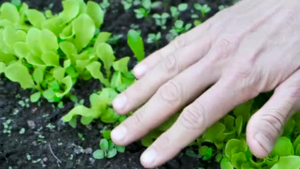 Male farmer hand touchs young organic lettuce sprouts in the garden. — Stock Footage Male Farmer Hand Touchs Young Organic Lettuce Sprouts Garden Royalty Free Stock Video