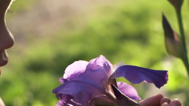 クローズアップかわいい子供は 日没の光に庭で紫色のアイリスの花を嗅ぎます 愛らしい幼児は 春の季節に美しい自然を発見します 自然に対する感受性 — ストック動画